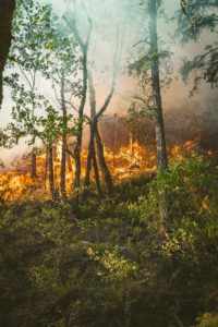 Feu de forêt préjudice écologique